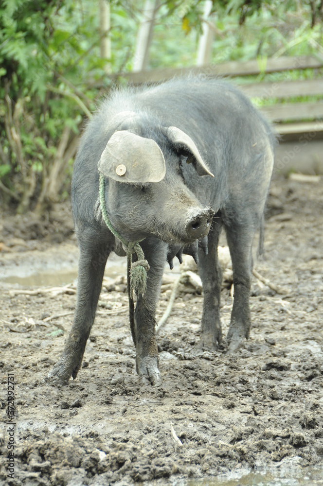 Fototapeta premium CERDITO, MAMA MARRANITA, CRIOS DE CERDO, MAMA CERDA, CON MI MAMITA LA CERDITA, OI OI, PASANDO TIEMPO CON MI MAMI, CRECIENDO CERDITO, MARRANO, PUERCO SUCIO PELUDO, SOY EL MARRANITO, MI PUERCO MUNDO