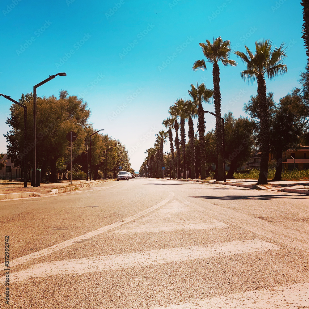 palm trees on the street