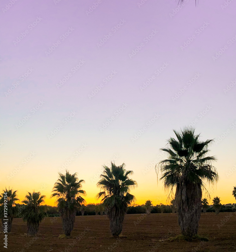 palm trees at sunset