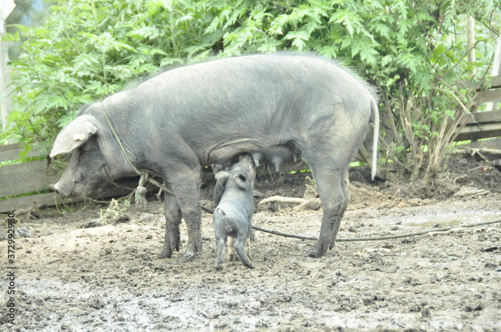 CERDITO, MAMA MARRANITA, CRIOS DE CERDO, MAMA CERDA, CON MI MAMITA LA CERDITA, OI OI, PASANDO TIEMPO CON MI MAMI, CRECIENDO CERDITO, MARRANO, PUERCO SUCIO PELUDO, SOY EL MARRANITO, MI PUERCO MUNDO CERDITO, MAMA MARRANITA, CRIOS DE CERDO, MAMA CERDA, CON MI MAMITA LA CERDITA, OI OI, PASANDO TIEMPO CON MI MAMI, CRECIENDO CERDITO, MARRANO, PUERCO SUCIO PELUDO, SOY EL MARRANITO, MI PUERCO MUNDO