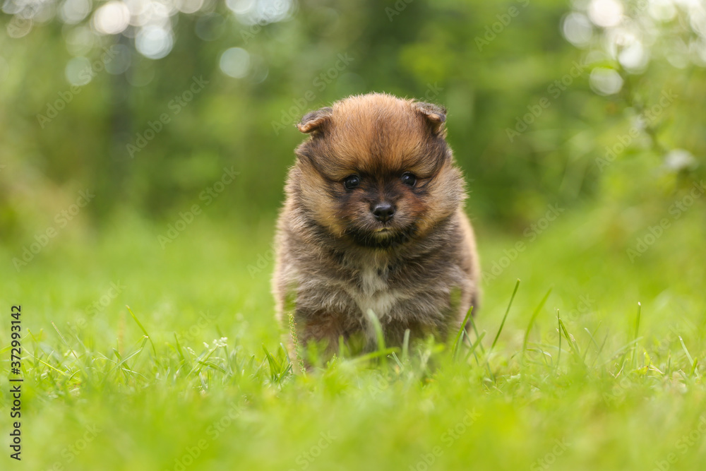 spitz puppy is on lawn grass outdoor close up with copy space spitz puppy is on lawn grass outdoor close up with copy space
