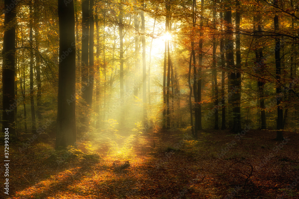Fototapeta premium Beautiful morning in misty autumn forest