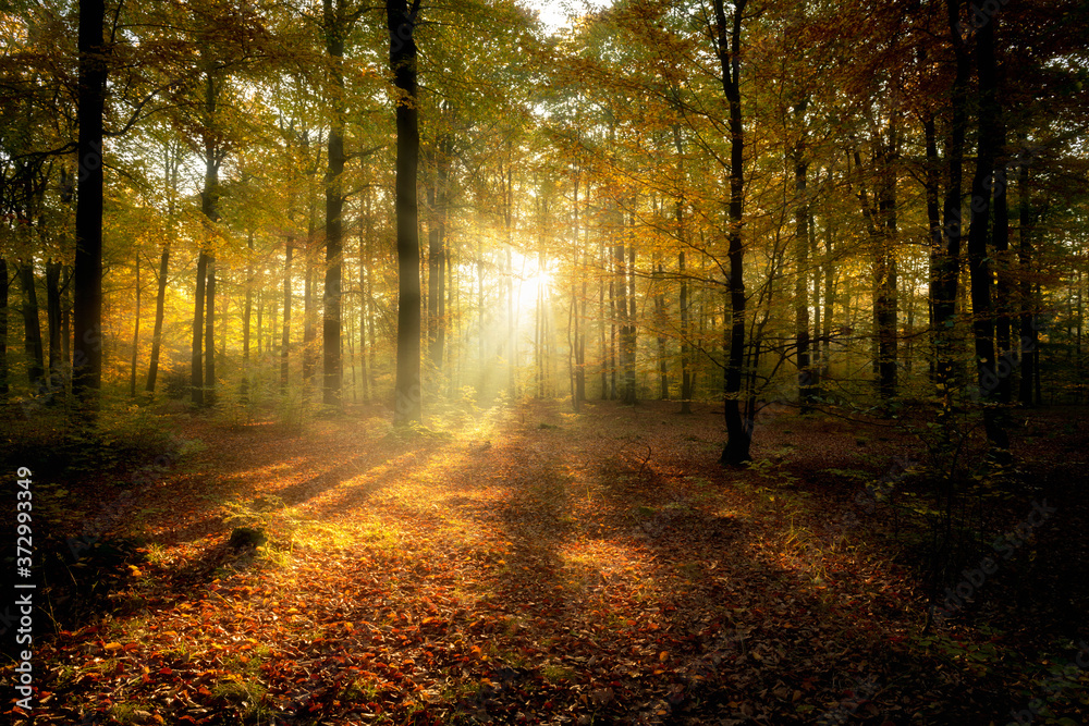 Beautiful morning in misty autumn forest Beautiful morning in misty autumn forest