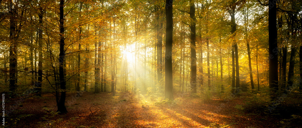Obraz premium Beautiful morning in misty autumn forest