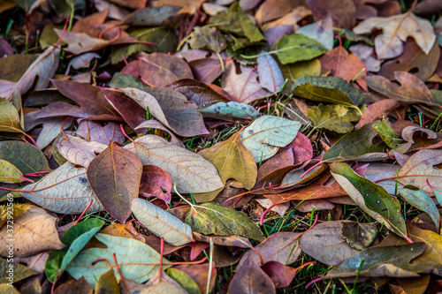 mulit-colored autumn leaves on the ground