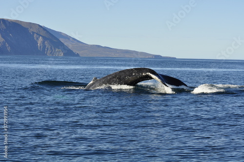 Island_Whale Watching 01 © Dominik