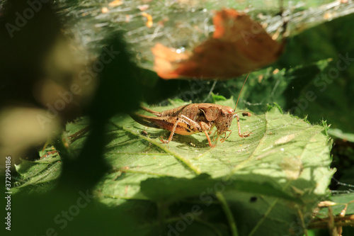 Gewöhnliche Strauchschrecke © Eileen Kumpf