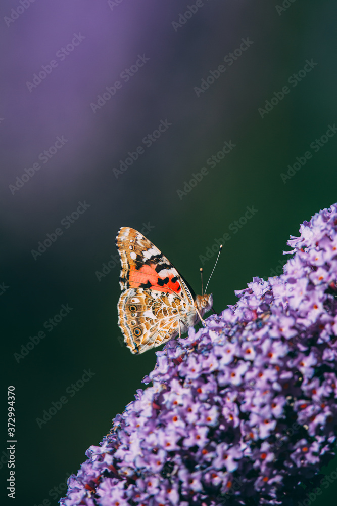 Side view of a beautiful Red admiral butterfly with closed wings on a purple butterfly bush, blurred background, insect photo, macro photography, close-up Side view of a beautiful Red admiral butterfly with closed wings on a purple butterfly bush, blurred background, insect photo, macro photography, close-up