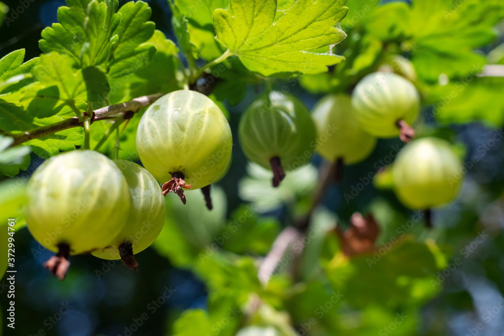 Close up green gooseberry fruit on a bush in the garden. Close up green gooseberry fruit on a bush in the garden.