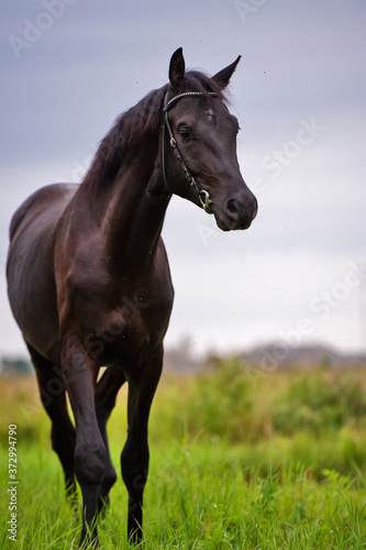black colt walking  in field.  sportive russian Orlov-Rostopchin breed. cloudy evening © anakondasp