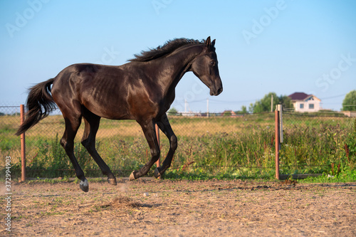 running speedily black colt in paddock. sportive russian breed.