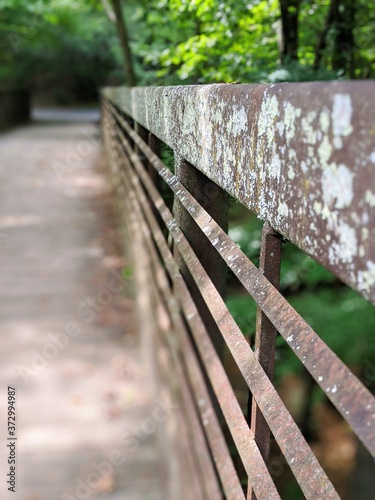 wooden bridge in the forest