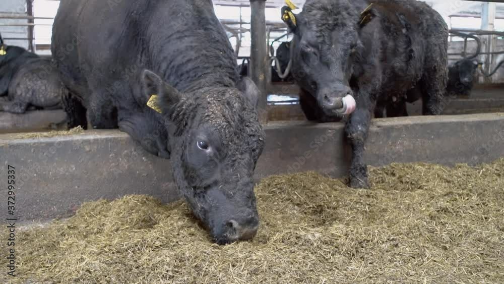Bulls eats feed on a natural milk farm. Bulls eats feed on a natural milk farm.