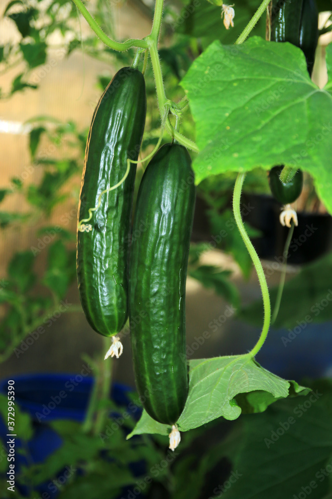 Obraz premium Schlangengurken im Gewächshaus