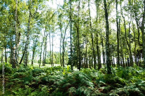 Wald in der Heide und Moor Landschaft Struffelt zwischen Roetgen und Rott
