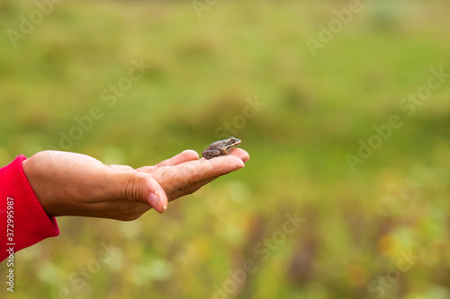 The girl holds in her palm a small earthen toad against the background of a green field