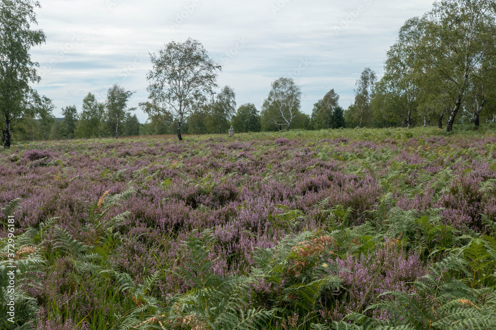 Obraz premium Heide und Moor Landschaft Struffelt zwischen Roetgen und Rott