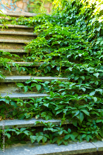 Stone steps street staircase overgrown with green ivy © Kate