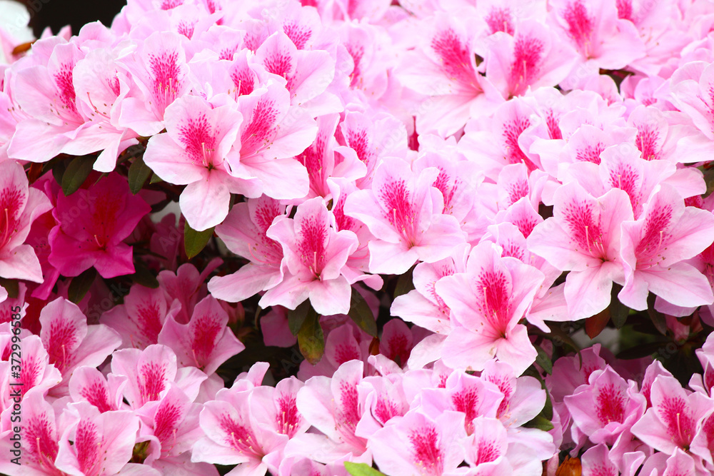 Pink Azalea flowers close up