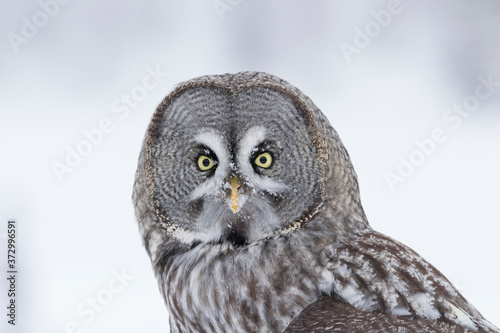 The great hunter of the taiga forest- great grey owl (Strix nebulosa) standing in the snow on a dark winter night	