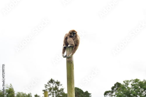 monkey on a stick