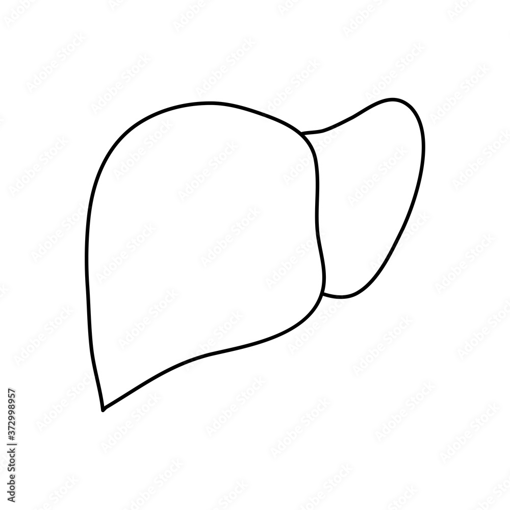 human body concept, liver organ icon, line style human body concept, liver organ icon, line style