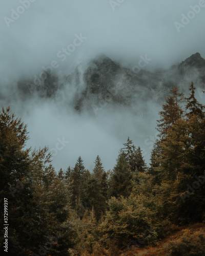 Foggy forest, Hintersee, Germany