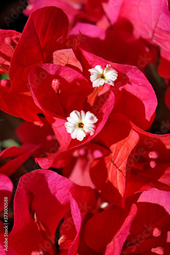 Red bougainvillea flowers (Bougainvillea glabra) photo