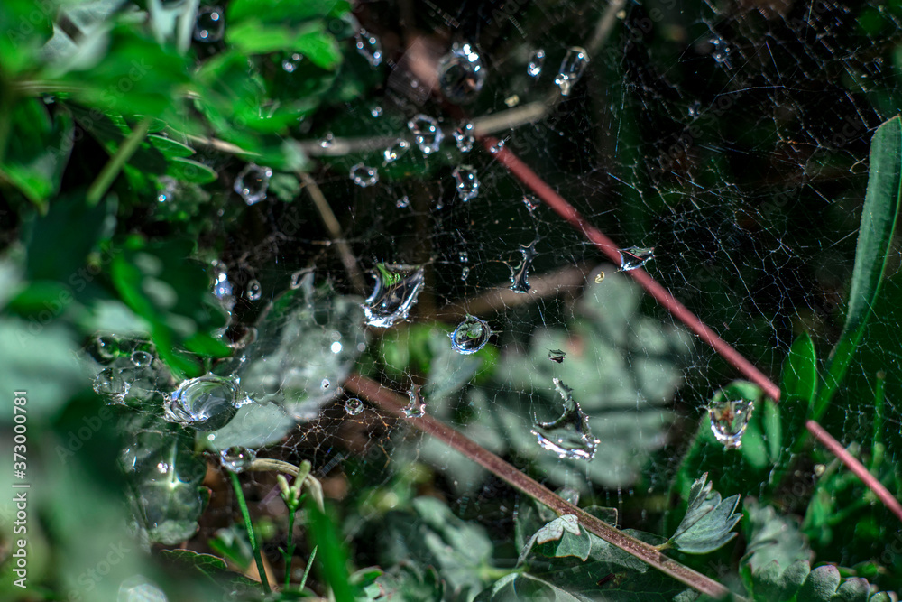 drops of dew on a green leaf