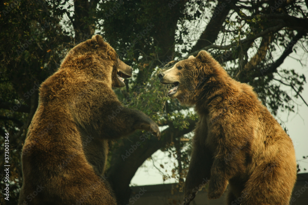 Fototapeta premium Two Grizzly Bears Playing and Hugging