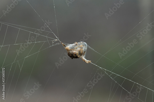 An insect in a web. The spider caught a bee.