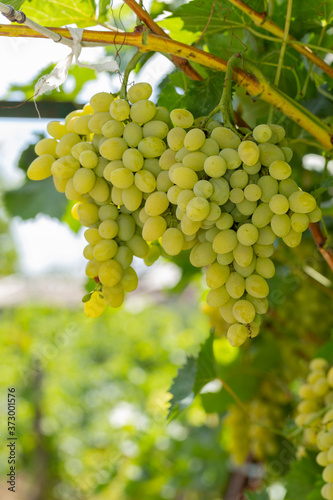 Wallpaper Mural Bunch of White grapes in the vineyard. Winemaking in Moldova. Torontodigital.ca