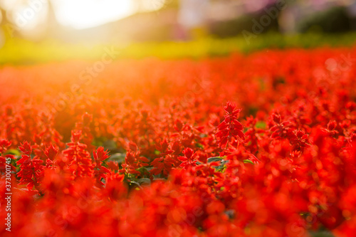 Blooming Red Salvia splendens field on a sunny summer day, close-up.