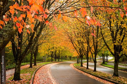 A city street in Beaverton Oregon lined with trees showing autumn fall colors. photo