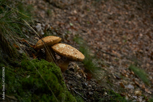 Mushrooms a lush autumn forest in west Germany