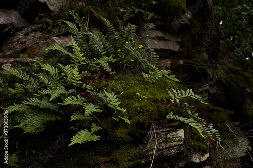 fern in the lush, green , dark forest with rocks in background