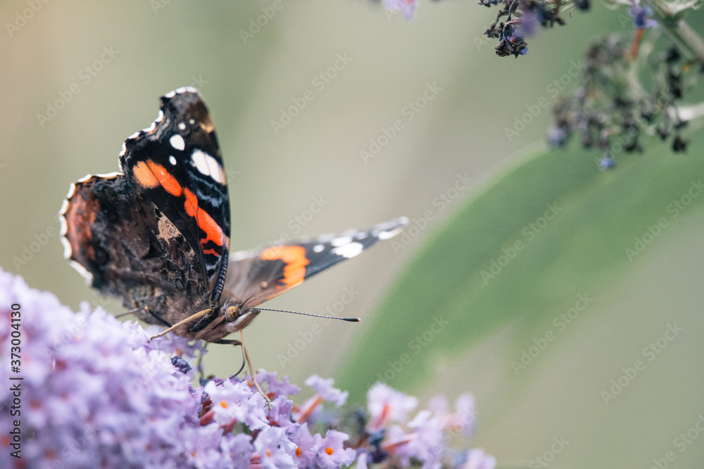 Side view of a beautiful Red admiral butterfly with closed wings on a purple butterfly bush, blurred background, insect photo, macro photography, close-up Side view of a beautiful Red admiral butterfly with closed wings on a purple butterfly bush, blurred background, insect photo, macro photography, close-up