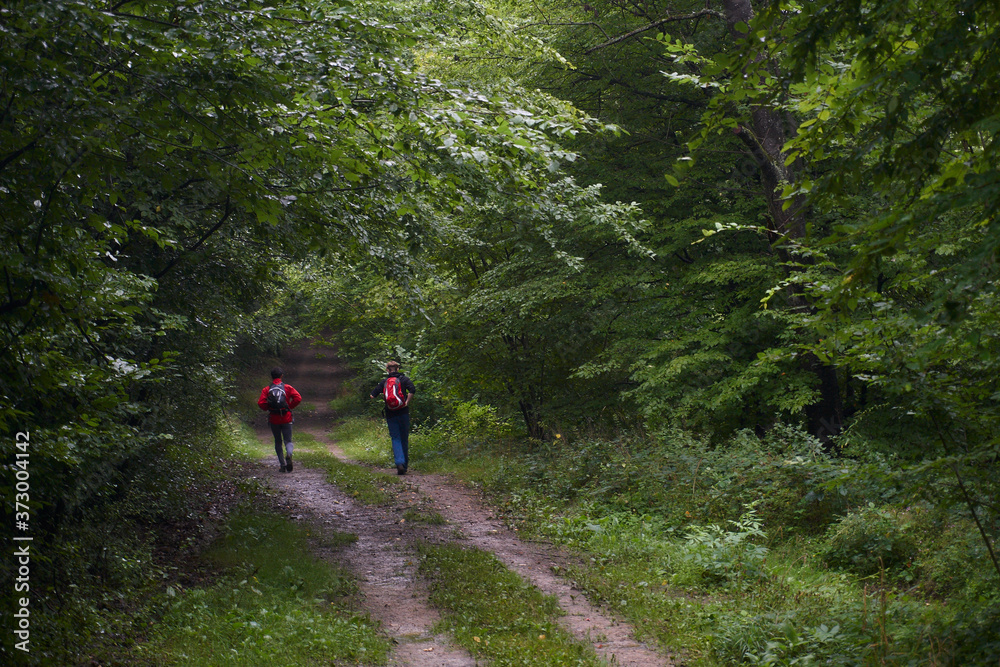 hikers going down a lush green forst path