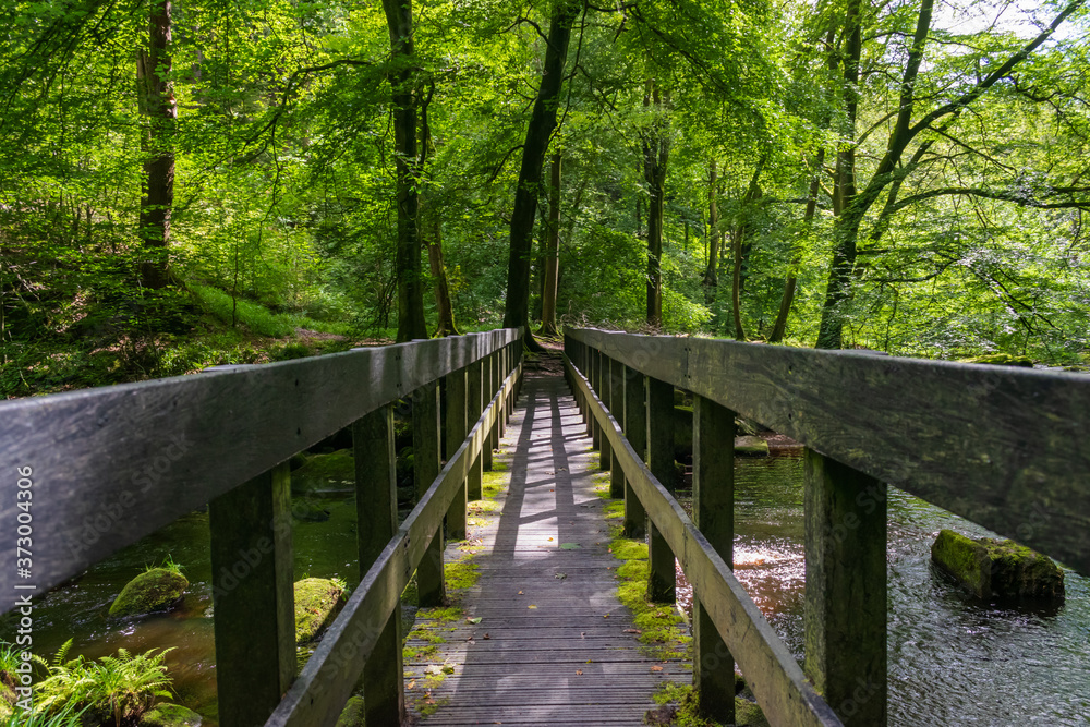 wooden bridge in the forest