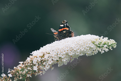 Billede på lærred Beautiful atalanta butterfly(Vanessa atalanta) is eating nectar on a white butterfly bush, nature photo, dutch wildlife, insect photo