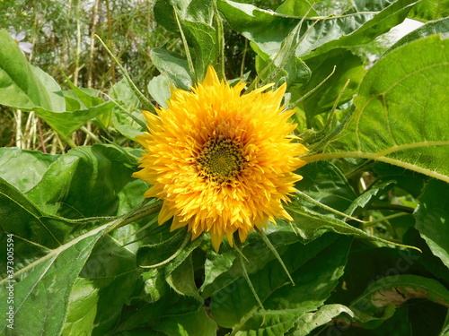 original yellow sunflower flower close up