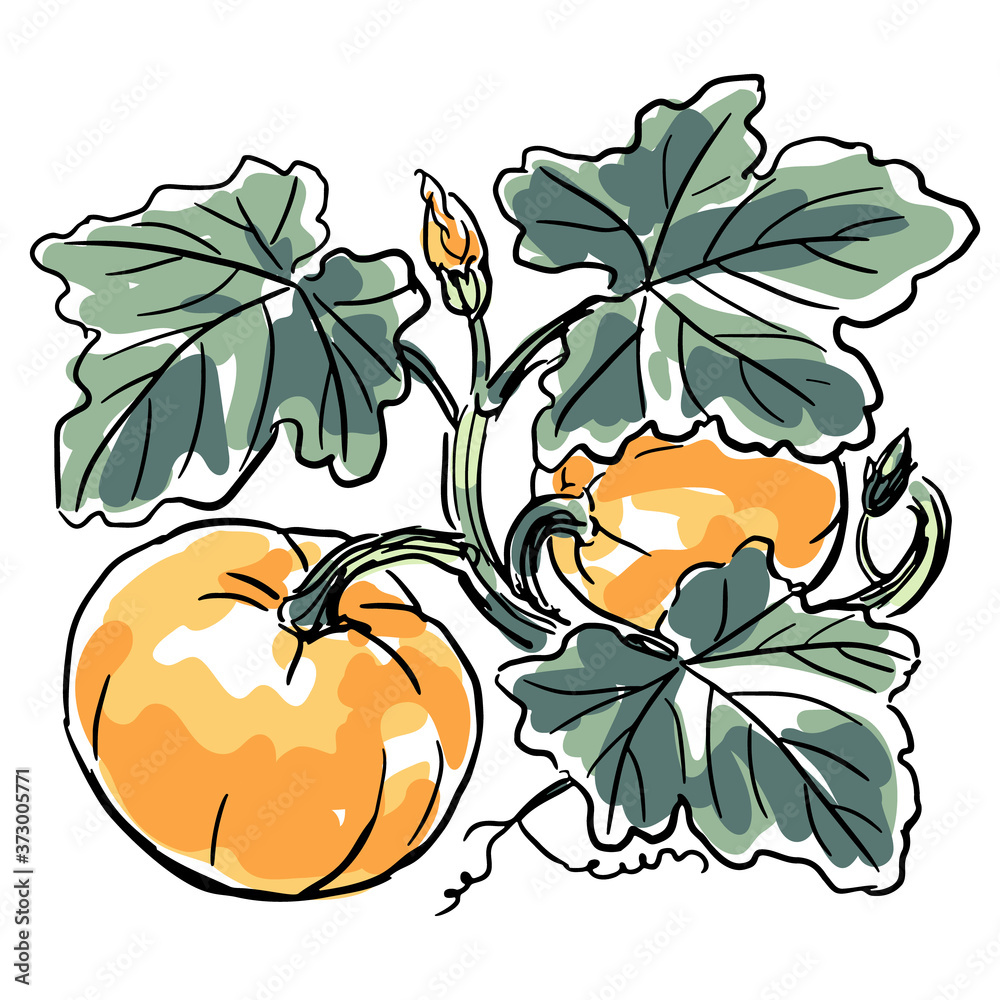 Free: Pumpkin drawing, vintage plant illustration. | Free Photo - rawpixel  - nohat.cc