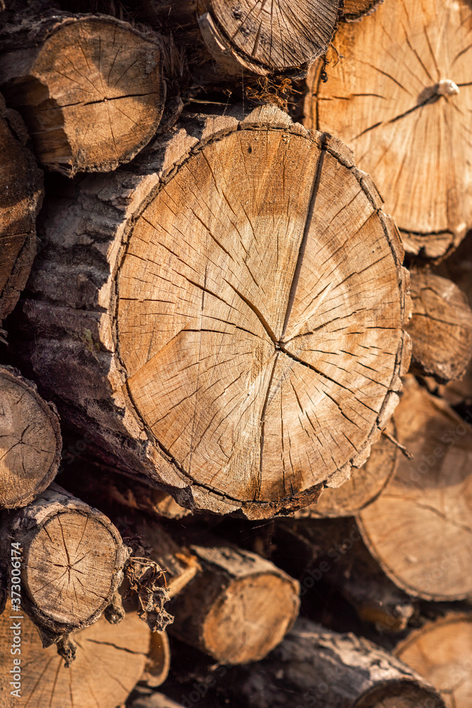 Cutted wood,gathered together in a pile. Cutted forest. Cutted wood,gathered together in a pile. Cutted forest.