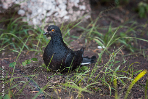 Dark pigeon is hiding in the green grass