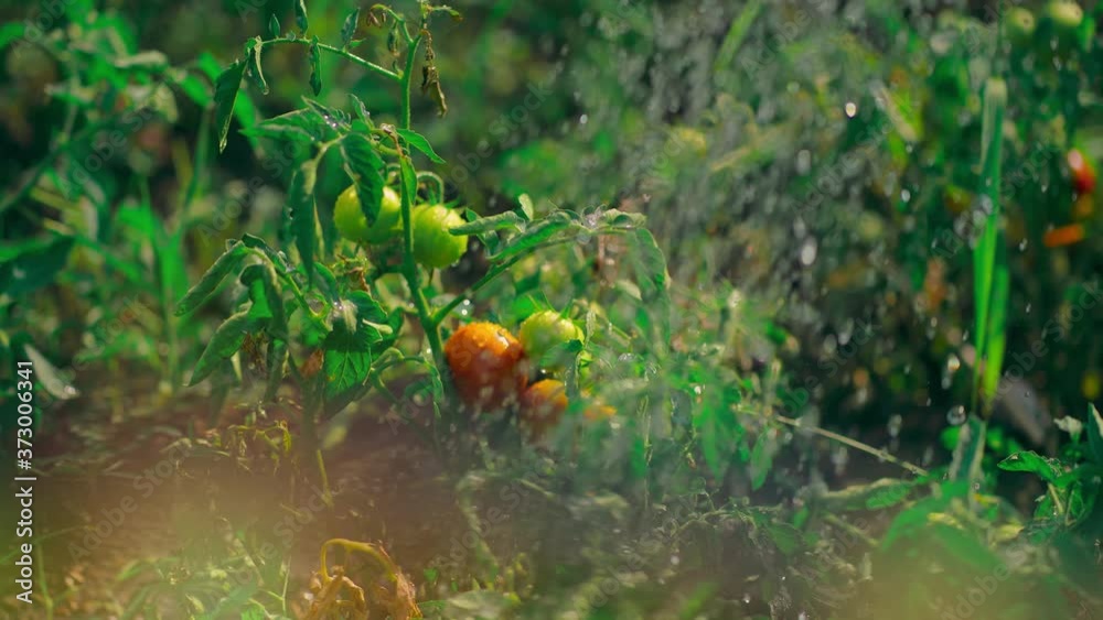 Growing tomatoes in beds. Close up of watering vegetables in vegetable garden. Concept of courting of kitchen garden in summertime. Growing tomatoes in beds. Close up of watering vegetables in vegetable garden. Concept of courting of kitchen garden in summertime.