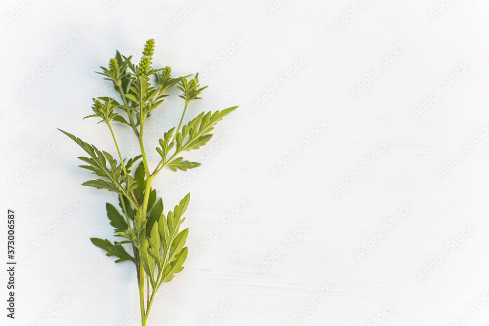 Ragweed bushes. Ambrosia artemisiifolia dangerous allergy-causing plant