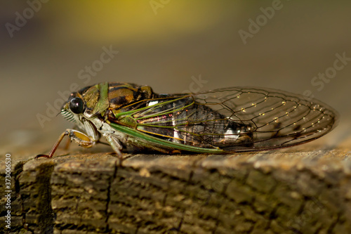 Portrait of a cicada closeup © Katie