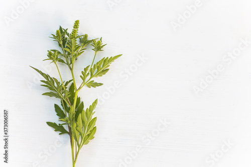Ragweed bushes. Ambrosia artemisiifolia dangerous allergy-causing plant on a white wooden background . Weed bursages and burrobrushes whose pollen is deadly for allergy sufferers