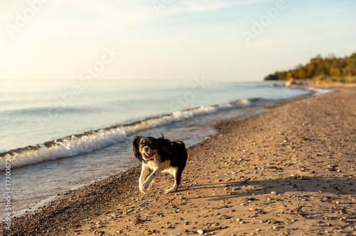 A Cavalier King Charles spaniel running on the beach