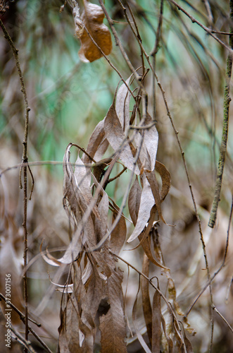 Dry Eucalyptus Leaves